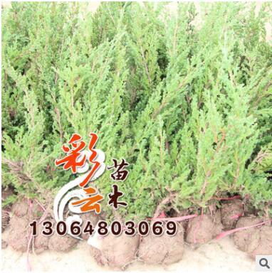 地柏小苗批发 高30cm 量大优惠 地柏 地被绿化图2