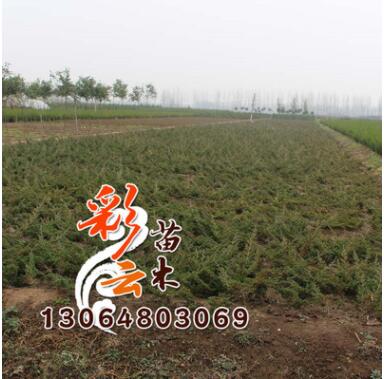 地柏小苗批发 高30cm 量大优惠 地柏 地被绿化图3