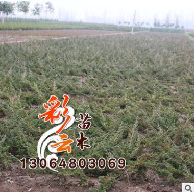 地柏小苗批发 高30cm 量大优惠 地柏 地被绿化图1