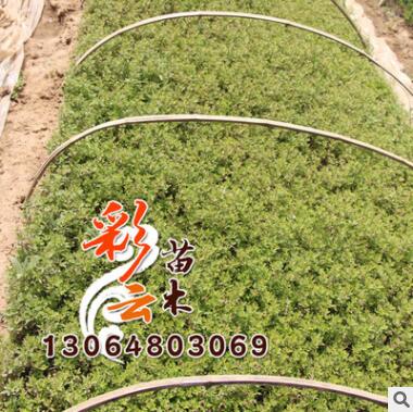 基地批发 迎春床苗批发 量大优惠 地被绿化图2