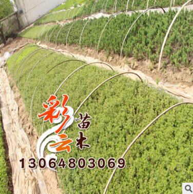 基地批发 迎春床苗批发 量大优惠 地被绿化图1
