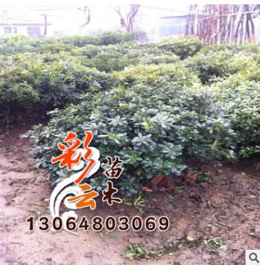 苗圃海桐苗批发 高40cm 量大优惠 地被绿化 海桐苗价格图2