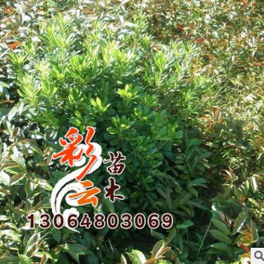 苗圃海桐苗批发 高40cm 量大优惠 地被绿化 海桐苗价格图1