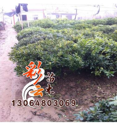 苗圃海桐苗批发 高40cm 量大优惠 地被绿化 海桐苗价格图3