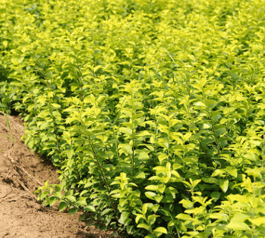 金叶女贞苗批发园林工程绿化苗木 行道花坛色块 金叶女贞