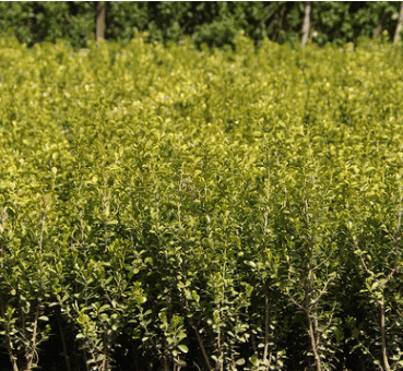 瓜子黄杨苗批发工程绿化花木行道彩色绿篱观叶植物小叶黄杨苗