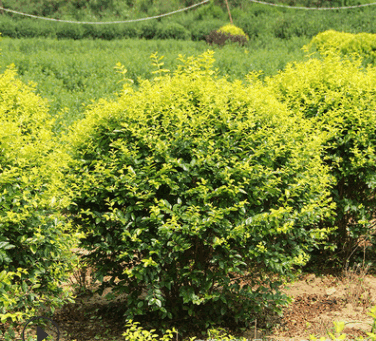 工程绿化苗木金叶女贞球色块绿篱植物行道盆景金叶女贞球规格齐全