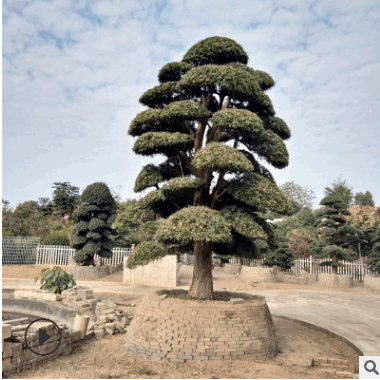 大型罗汉松造型基地直销各种规格的罗汉松造形树土球发货包成活