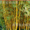 竹子 黄竹 别墅庭院 绿化竹子苗