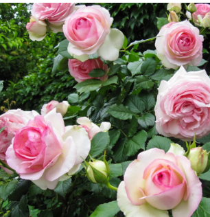 欧洲月季花苗大型藤本法国粉色龙沙宝石攀墙攀爬玫瑰花苗带花苞