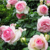 欧洲月季花苗大型藤本法国粉色龙沙宝石攀墙攀爬玫瑰花苗带花苞