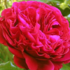 欧月皇家胭脂月季灌木月季花甜甜的香味经典品种庭院盆栽当年开花