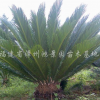 铁树