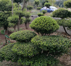 产地货源黄杨造型树 5-10公分常绿性黄色系自产自销