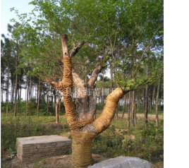移植4年的朴树10-40公分。