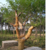 移植4年的朴树10-40公分。