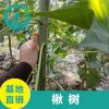 基地直销 楸树 楸树树苗批发 工程绿化苗木 量大优惠