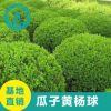 大量 供应小叶黄杨球 瓜子黄杨 黄杨苗 常绿 工程绿化苗木