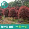 红叶石楠树苗四季常青庭院花园苗红罗宾红叶石楠篱笆苗绿化工程