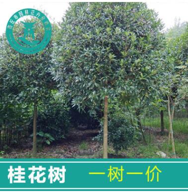 桂花大树盆栽花卉庭院绿植金桂四季丹桂桂花树苗