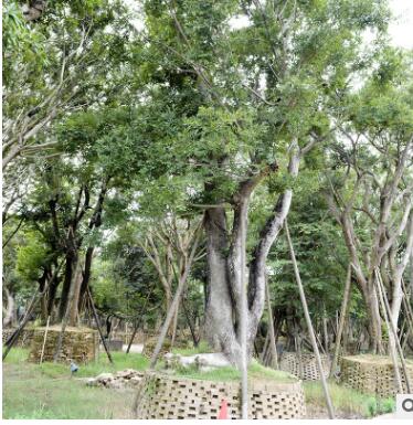 多杆全冠朴树 供应各种工程绿化 产地直销大量批发优质朴树
