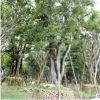 多杆全冠朴树 供应各种工程绿化 产地直销大量批发优质朴树