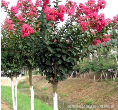 批发百日红紫薇 红花紫薇树苗等绿化苗木 货源充足 量大优惠图2