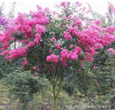 批发百日红紫薇 红花紫薇树苗等绿化苗木 货源充足 量大优惠图3