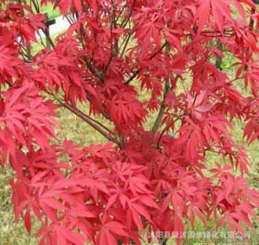 基地供应园林绿化树 中国红枫 广西红枫 红枫观赏图3