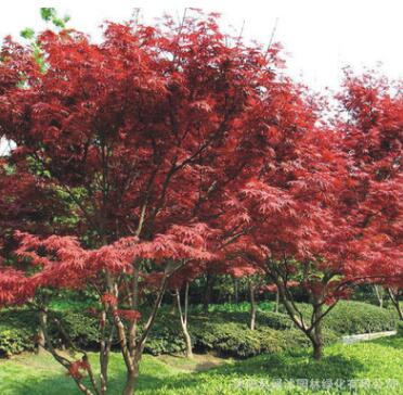基地供应园林绿化树 中国红枫 广西红枫 红枫观赏图2
