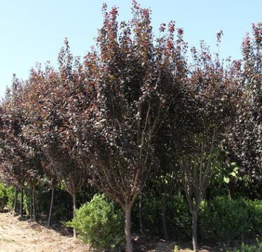 基地批发紫叶李 工程绿化苗木 红叶李 紫叶稠李图2
