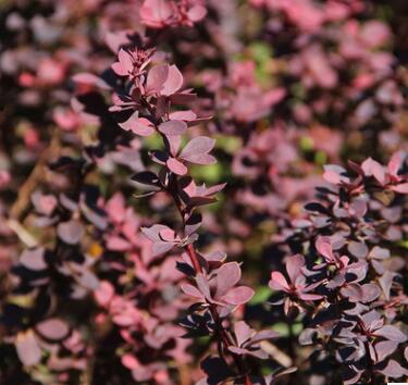 基地批发紫叶李 工程绿化苗木 红叶李 紫叶稠李图3