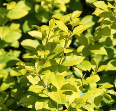 批发金叶女贞树 庭院绿化小区园林绿化树 四季常青庭院植物图2