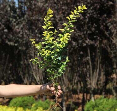 批发金叶女贞树 庭院绿化小区园林绿化树 四季常青庭院植物图3