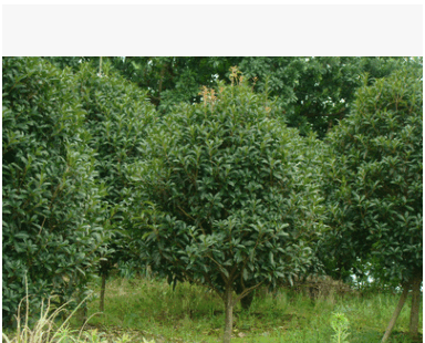 生厂家供应 绿化苗木2-8公分红花丹桂桂花树