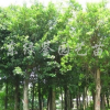 小叶榕