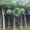 印度紫檀