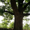 占地绿化大枣树 嫁接造型老枣树 年份古老规格多种 基地直销