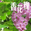 香花槐 沁盛香花槐 厂家直销 量大从优