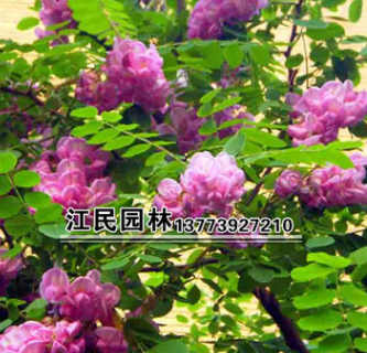 批发供应优质香花槐苗 香花槐树苗价格优惠 易成活 量大从优