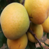 杏树苗基地 5月上市杏子苗 十分早熟杏树苗 早熟杏树苗价格