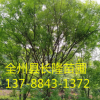 国槐树苗批发国槐小苗黄金槐园林绿化苗木行道绿植规格齐全