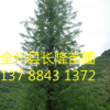 精品银杏 丛生银杏批发基地直销 量大价优银杏树