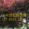 红枫基地 三季红 红枫 品种齐全