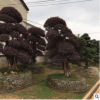 【基地直销】常年供应精品观赏绿化苗木 红继木盆景 红花继木价格