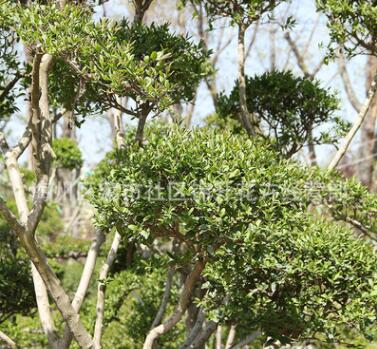 批发小叶女贞苗绿化苗木园林精品盆景量大从优造型树小叶女贞苗图2