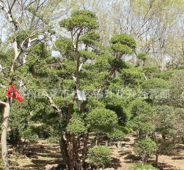 批发小叶女贞苗绿化苗木园林精品盆景量大从优造型树小叶女贞苗图3