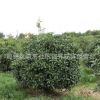 金桂桂花苗批发园林绿化行道种植庭院飘香植物量大从优桂花树苗