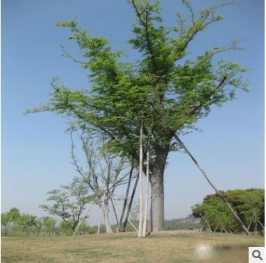 批发榉树苗榉树规格齐全 全冠栽培 绿化苗木图2