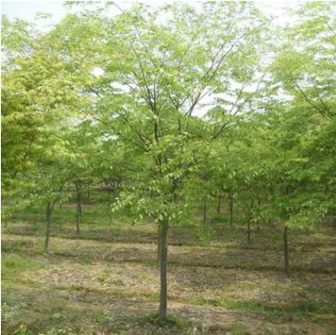 批发榉树苗榉树规格齐全 全冠栽培 绿化苗木图3